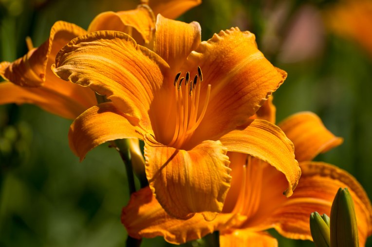 Orange-daylilies-no-diffuser---Whitehouse-Perennials-
