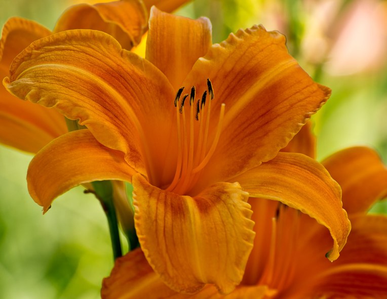Orange-daylily-diffused-&-cropped---Whitehouse-perennials-