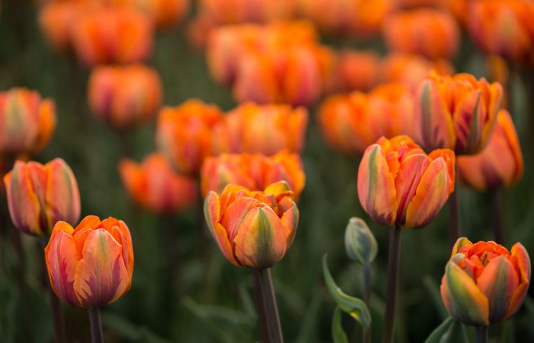 2nd-visit---Ottawa-tulip-festival---2014-00077-copy