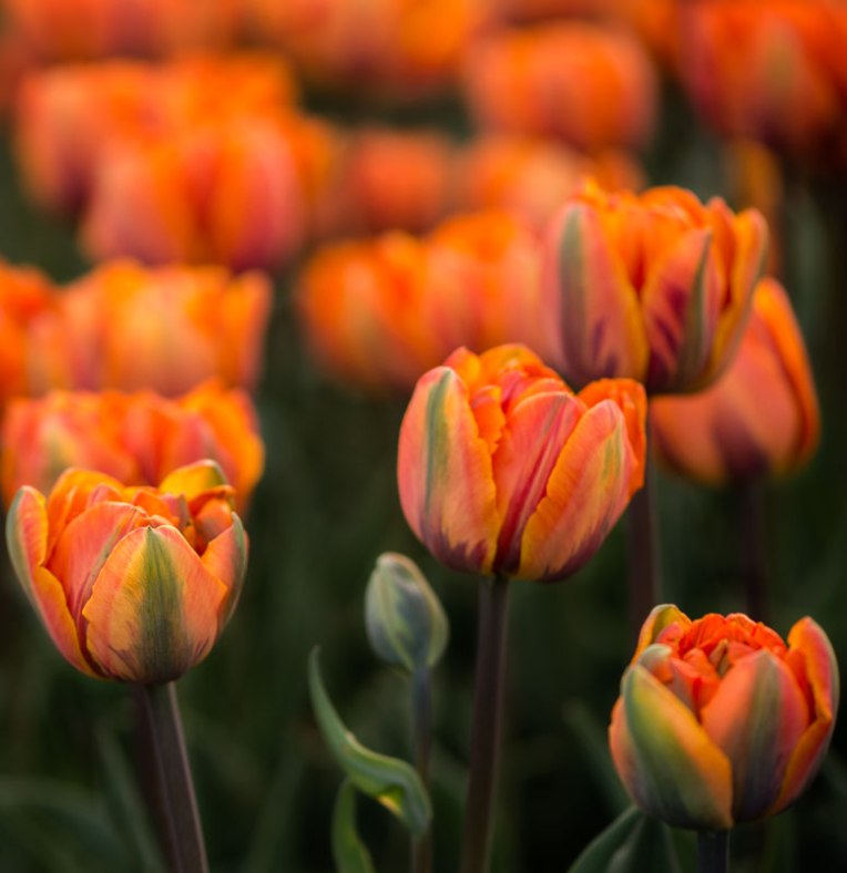 2nd-visit---Ottawa-tulip-festival---2014-00077-crop-copy-3